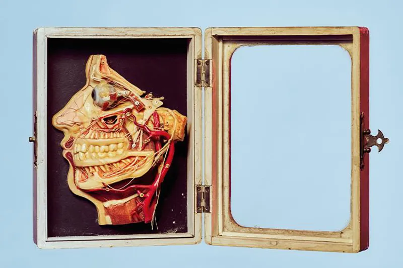 Ansigtsanatomi voks TB12