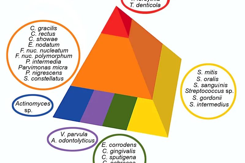 a519 fig.