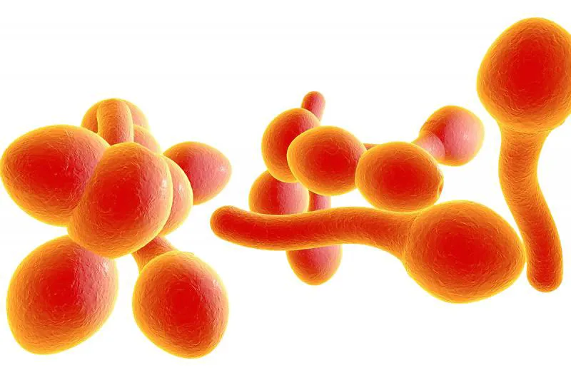 Candida