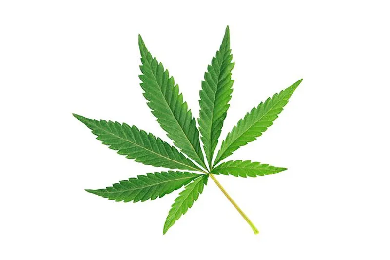 Cannabis